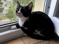 Котёнок в добрые руки, фотография 2