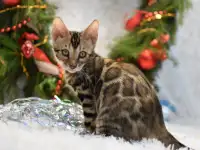 Маленькие бенгальские котята: мальчик, фотография 1