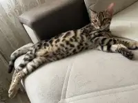 Котёнок Бенгал 4 мес., фотография 2