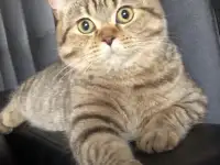 Домашние животные, фотография 7