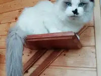 Котёнок Рэгдолл в любящую семью, фотография 2