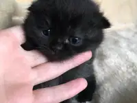Шотландские вислоухие котята, фотография 6