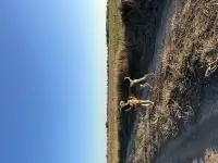 Девочка 3,5 месяца даром