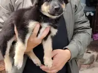 Щенок в дар., фотография 2
