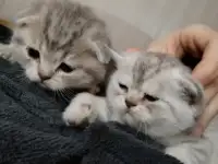 Шотландские чистокровные котята, фотография 10