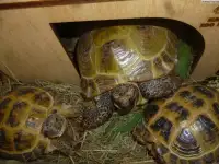 Сухопутные черепашки...