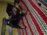 Бельгийский гриффон, фотография 2