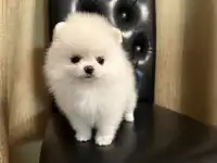 Посеранский шпиц