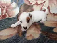 Щенки Джек рассел, фотография 2