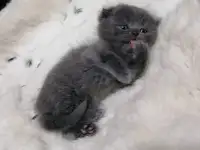 Котята вислоухие шотландские, фотография 4