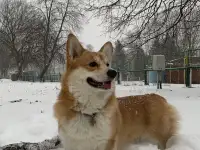 Кобель Вельш-корги Пемброк для вязки, фотография 4