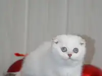 Шотландские котята, фотография 4