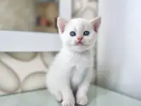 Шотландские котята, фотография 2