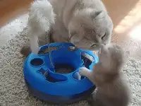 Шотландские котята, фотография 6