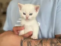Шотландские котята, фотография 3
