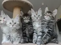 Котята мейн-кун!, фотография 6