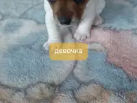Щенки, фотография 7