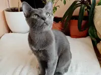 Котенок Русская Голубая, фотография 2