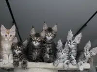 Котята мейн кун!, фотография 6