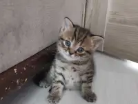 Шотландские котята, фотография 5