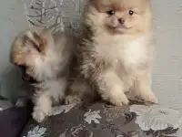 Померанский шпиц, щенки. Мини мишки, фотография 2