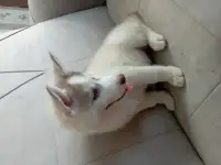 Щенки хаски