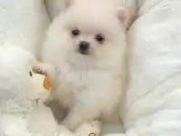 Померанский шпиц