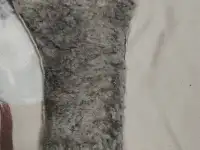 Сапоги