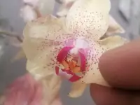 Орхидеи, фотография 3
