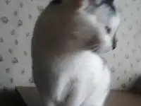 КОТЕНОК МАЛЬЧИК 2.5 МЕС., фотография 5
