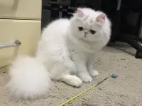 Белый персидский котёнок, фотография 5