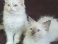 Котята рэгдоллл, фотография 3