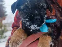 Бордер терьера щенки