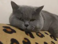 Британский короткошёрстный. Вязка., фотография 3