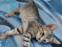 Отдам в хорошие руки котят или кошку, фотография 9