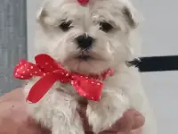 Мальтийской болонки щенки