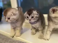 Милые шотландцы, фотография 2