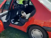 Отдам кота, фотография 3