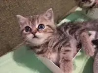 Британские котята, фотография 4