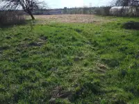 Продам жилой дом Чашникский район, д. Большие Смольянцы, фотография 2