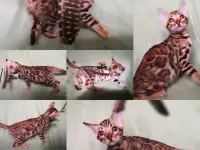Бенгальские котята, фотография 2