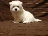 Мальтийской болонки щенки, фотография 2