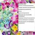 продам рассаду цветов