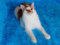 Красивый Котя с янтарными глазками ищет семью!, фотография 5