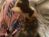 КОТЯТА В ДОБРЫЕ РУКИ ОЧЕНЬ СРОЧНО, фотография 2