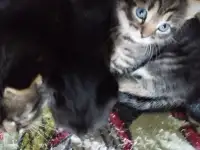 Кормящей кошке и котятам нужна передержка, дом и помощь!