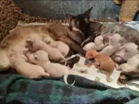 Корниш рекс бронь котят