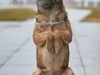 Бордер терьера щенки, фотография 4
