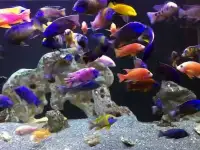 Грунт для аквариума, фотография 4