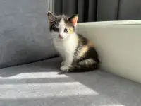ОТДАДИМ КОТЯТ, фотография 5